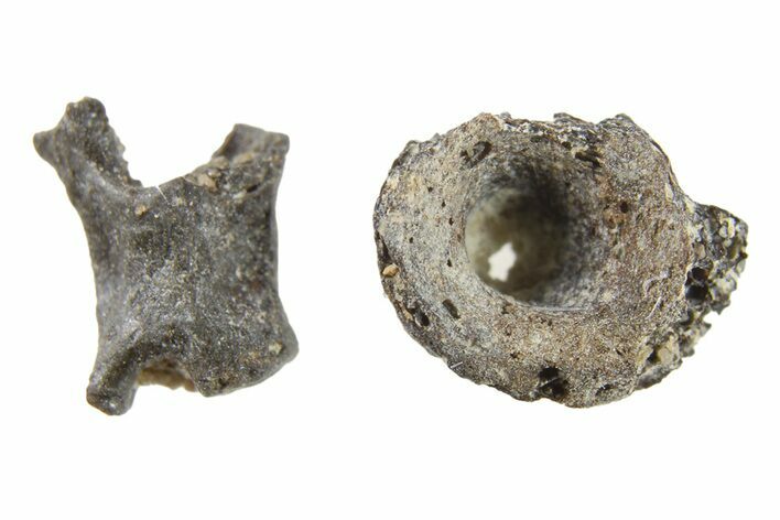 Two Permian Reptile Fossil Vertebrae - Oklahoma #261426